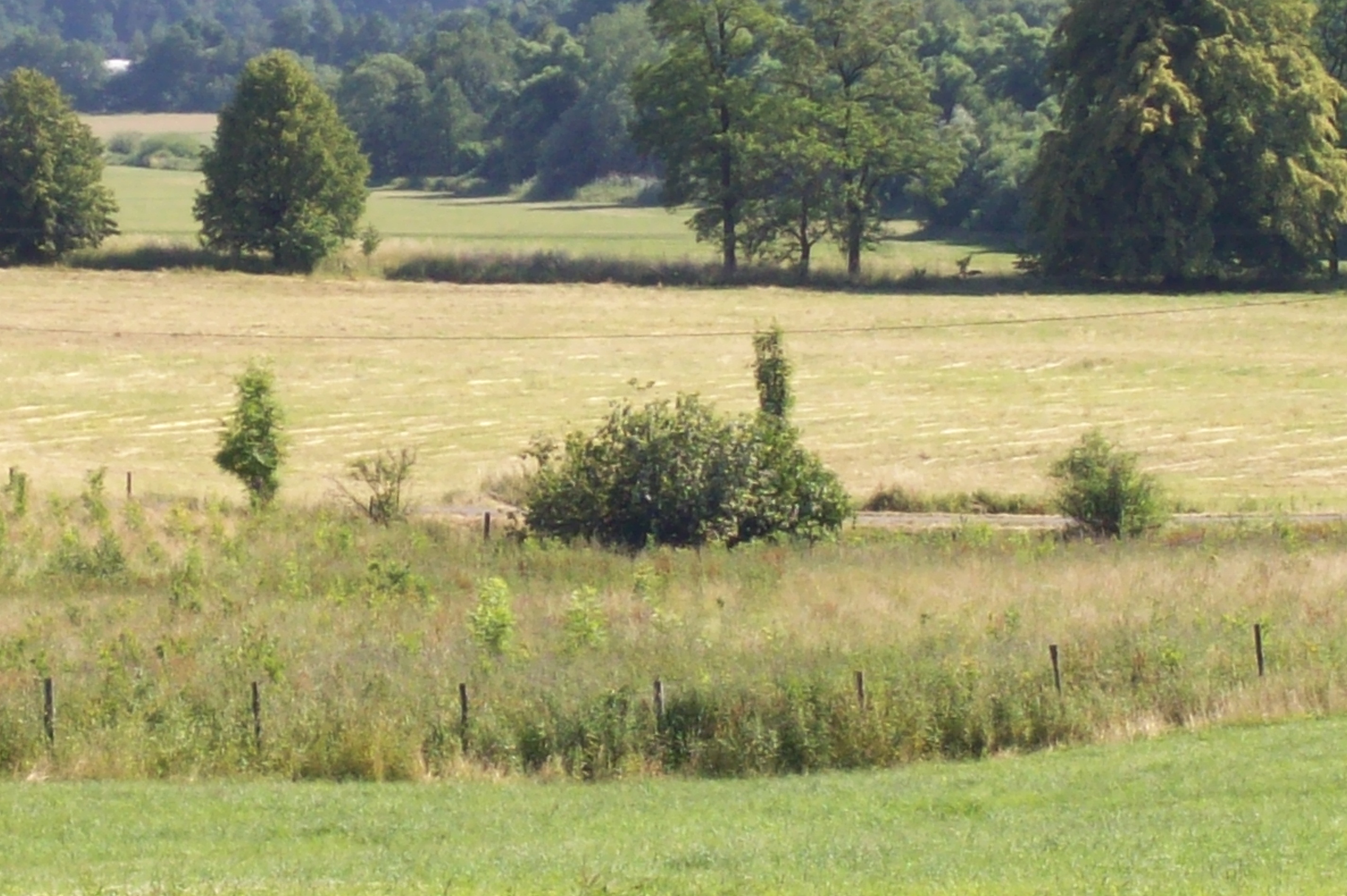 100_1333.jpg